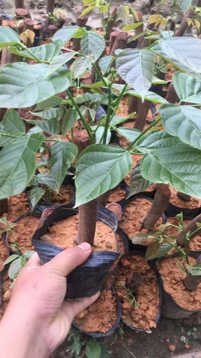 广西鸡血藤苗基地直销大量鸡血藤苗