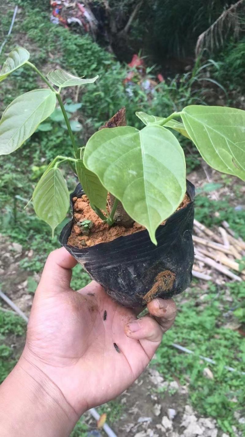 广西鸡血藤苗基地直销大量鸡血藤苗