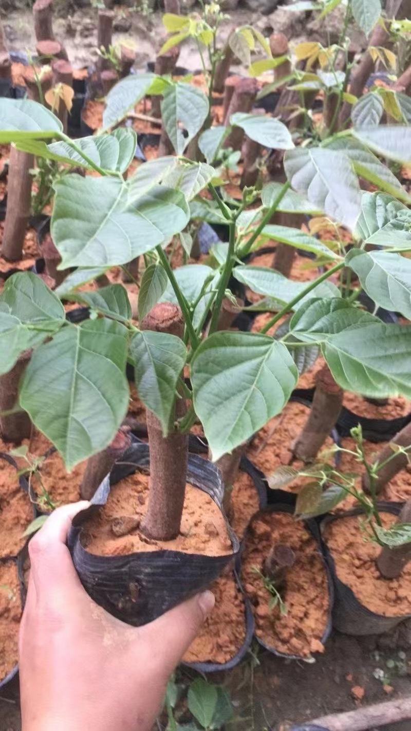 广西鸡血藤苗基地直销大量鸡血藤苗