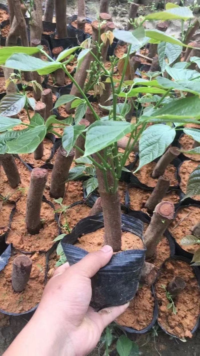 广西鸡血藤苗基地直销大量鸡血藤苗