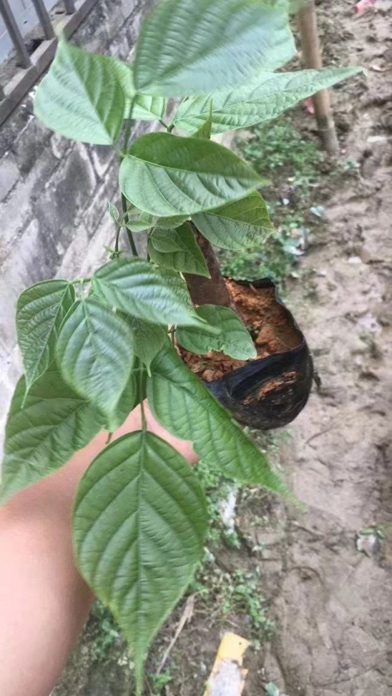 广西鸡血藤苗基地直销大量鸡血藤苗