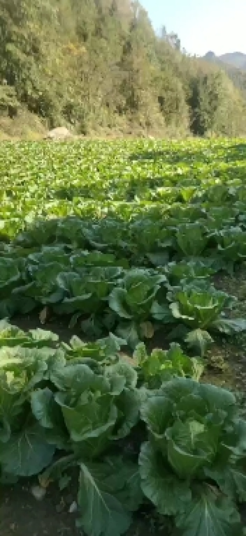 高山富硒大白菜大量上市