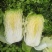 高山富硒大白菜大量上市