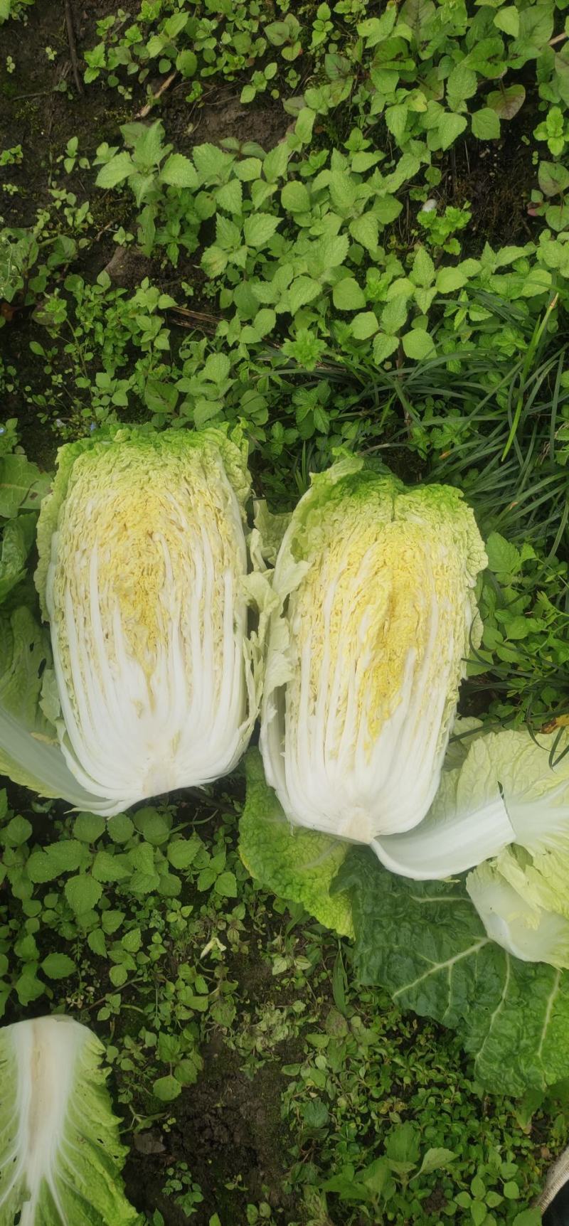 高山富硒大白菜大量上市