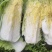 高山富硒大白菜大量上市