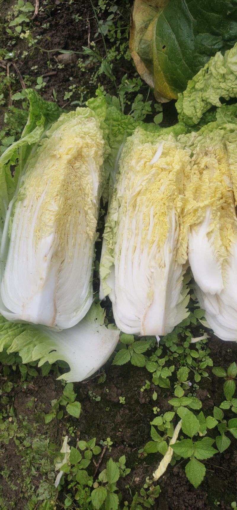 高山富硒大白菜大量上市