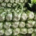 高山富硒大白菜大量上市