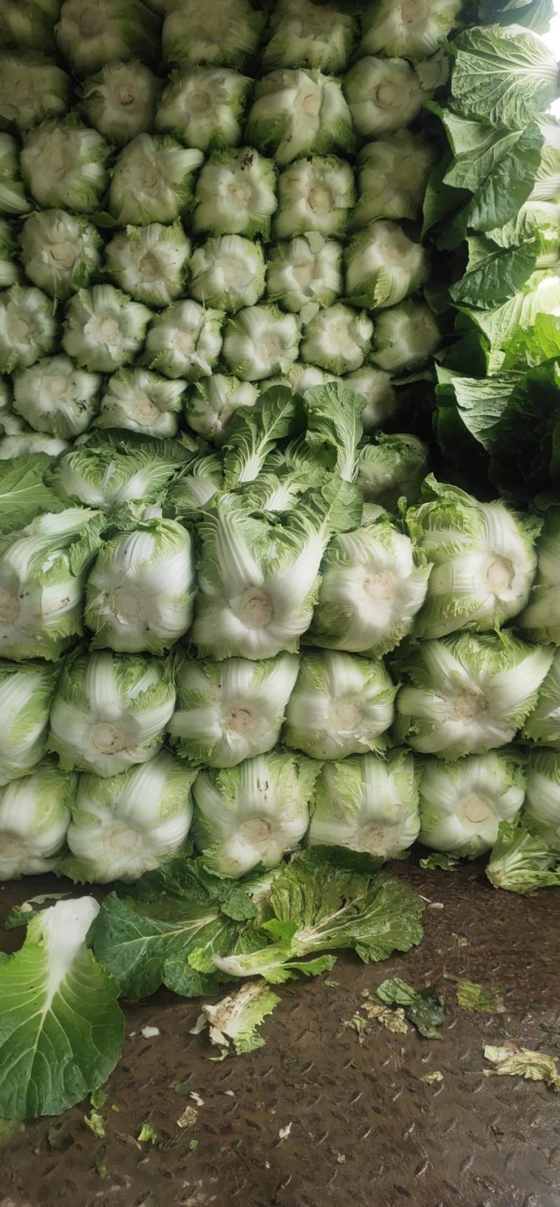 高山富硒大白菜大量上市