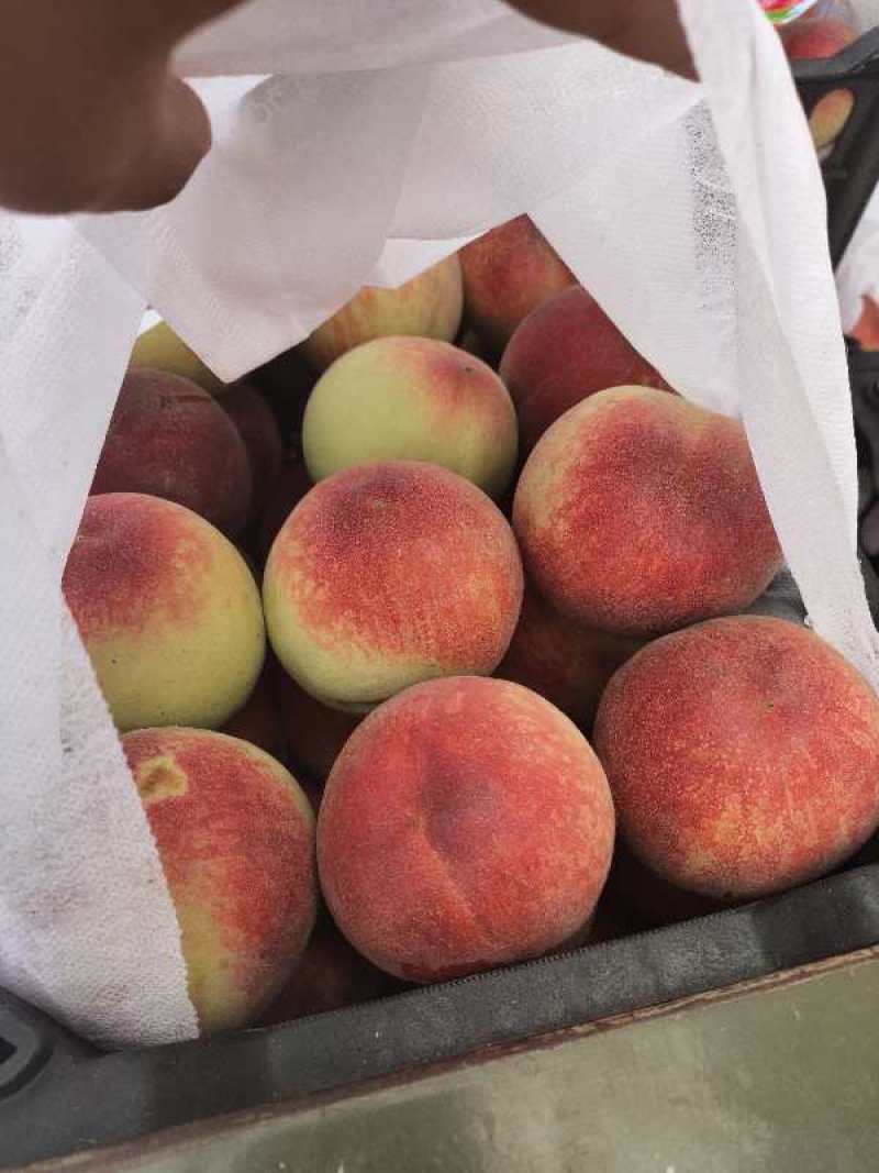 精品大毛桃，突围红不软量大质优，价合理，服务一条龙