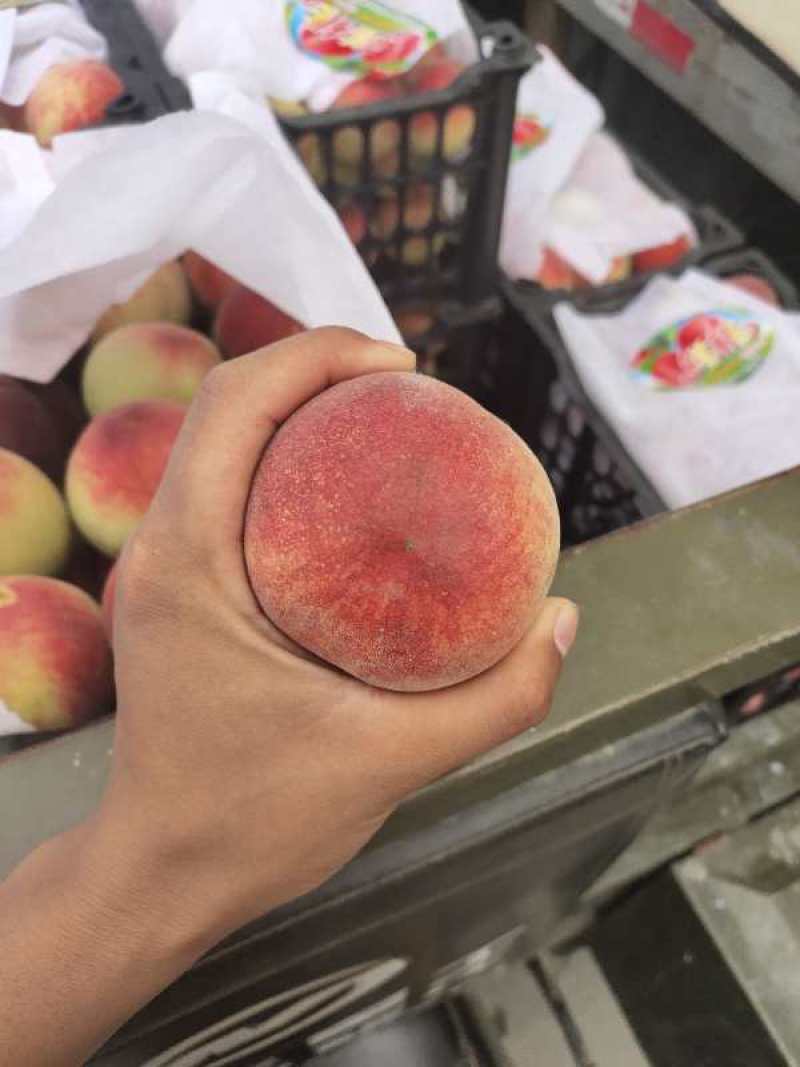 精品大毛桃，突围红不软量大质优，价合理，服务一条龙
