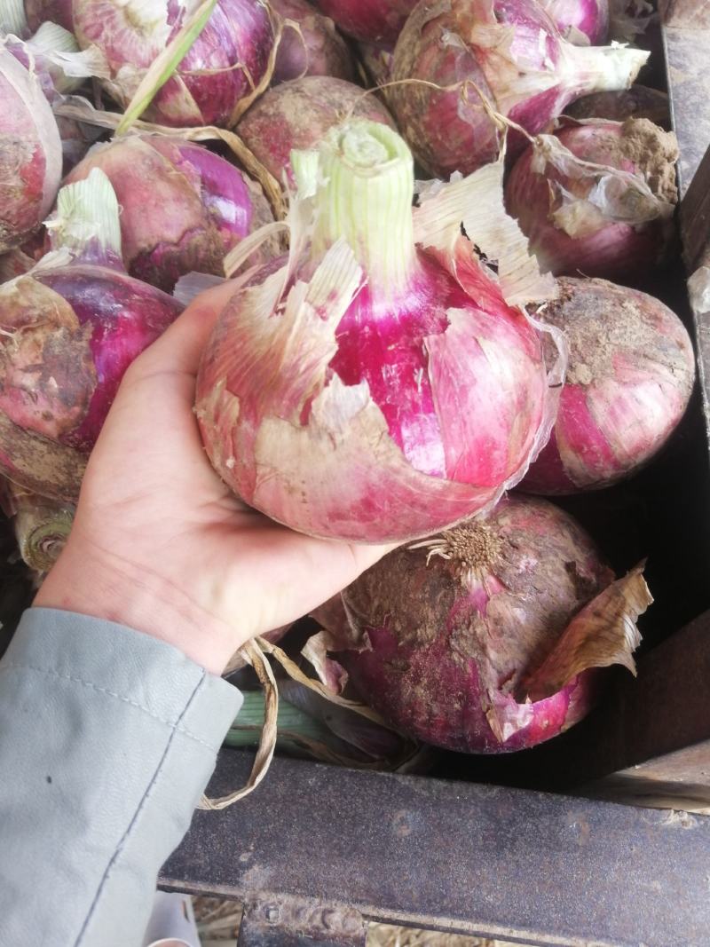 精品红皮洋葱紫皮洋葱二红包半高庄洋葱大量上市，货源充足