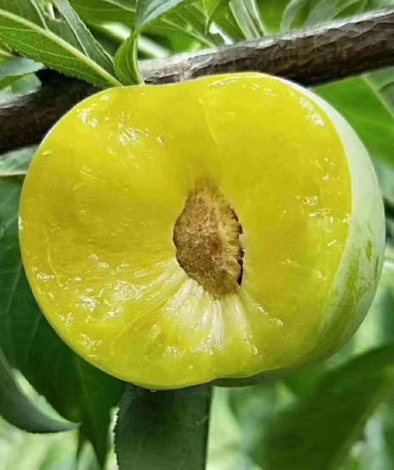 六马蜂糖李