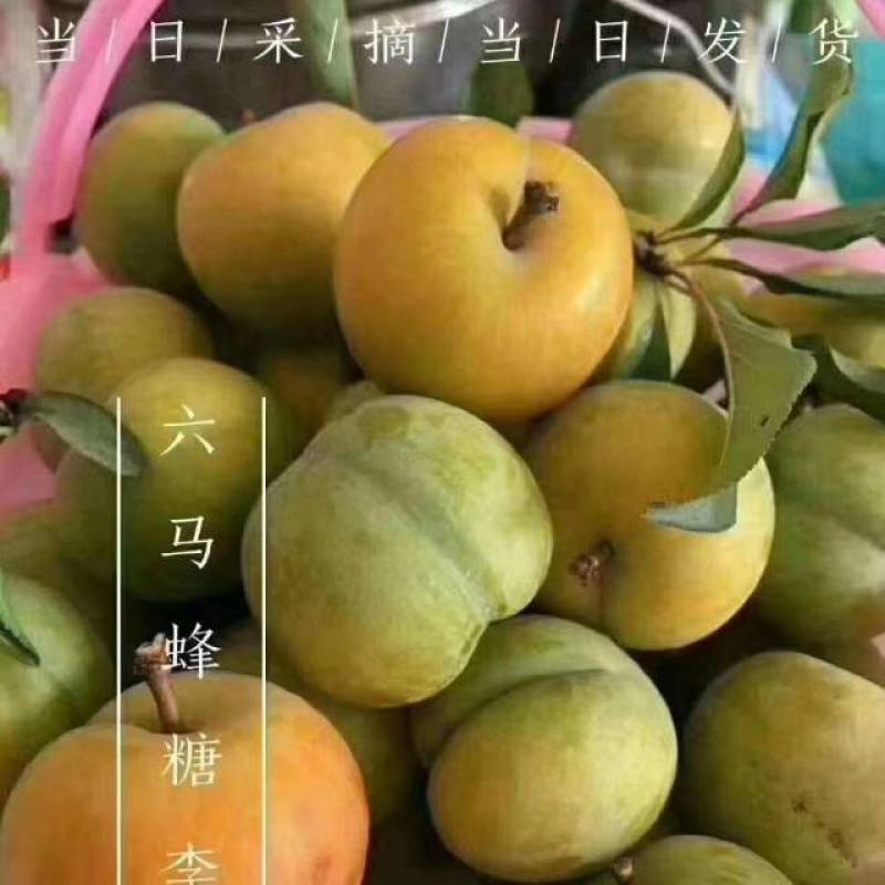 六马蜂糖李