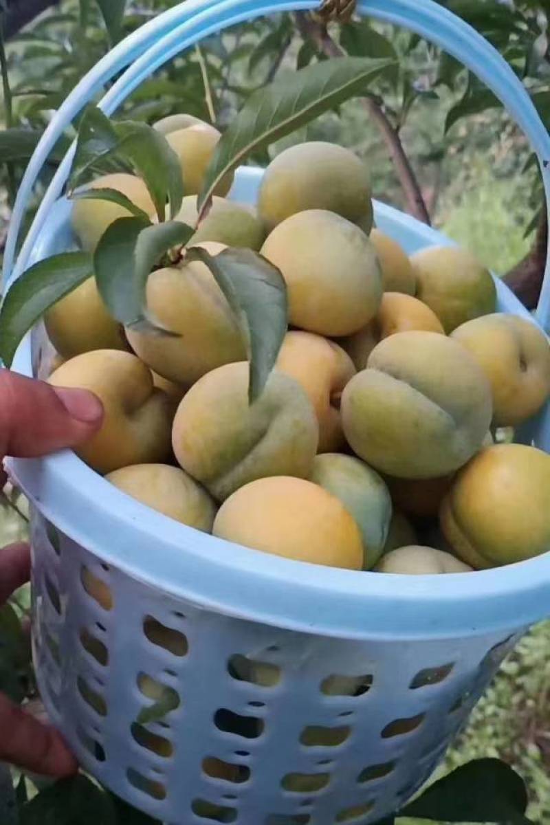 六马蜂糖李