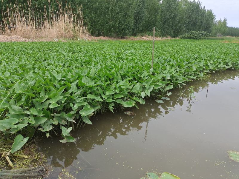 梭鱼草盆栽梭鱼草白洋淀瑞荷水生植物基地自产自销