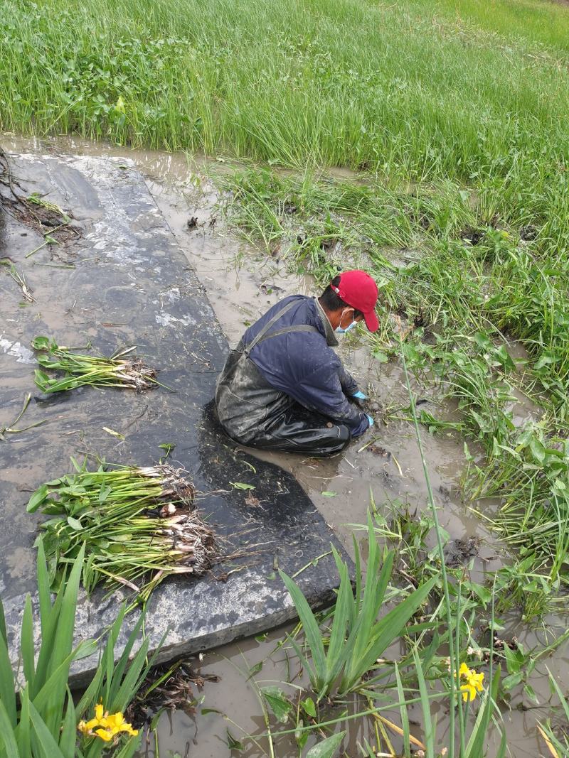 梭鱼草盆栽梭鱼草白洋淀瑞荷水生植物基地自产自销