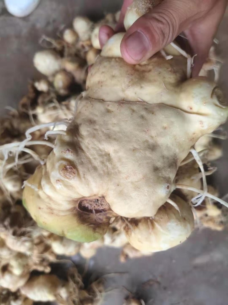 滇黄精鲜货有要的老板联系