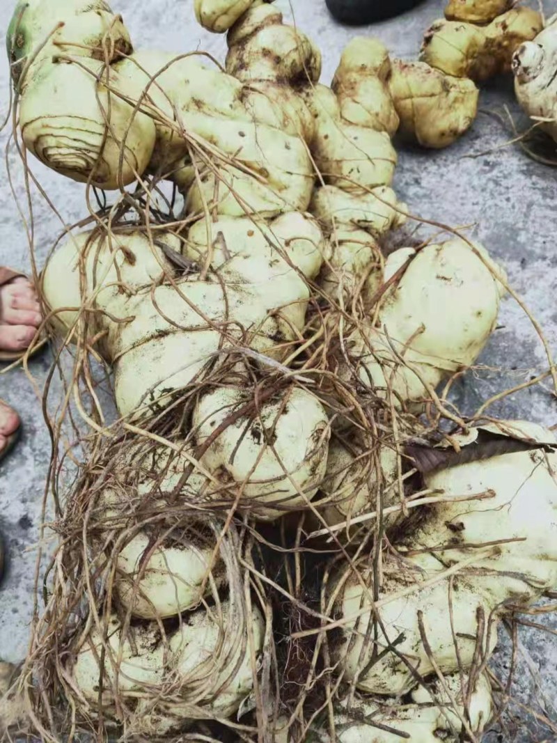 滇黄精鲜货有要的老板联系