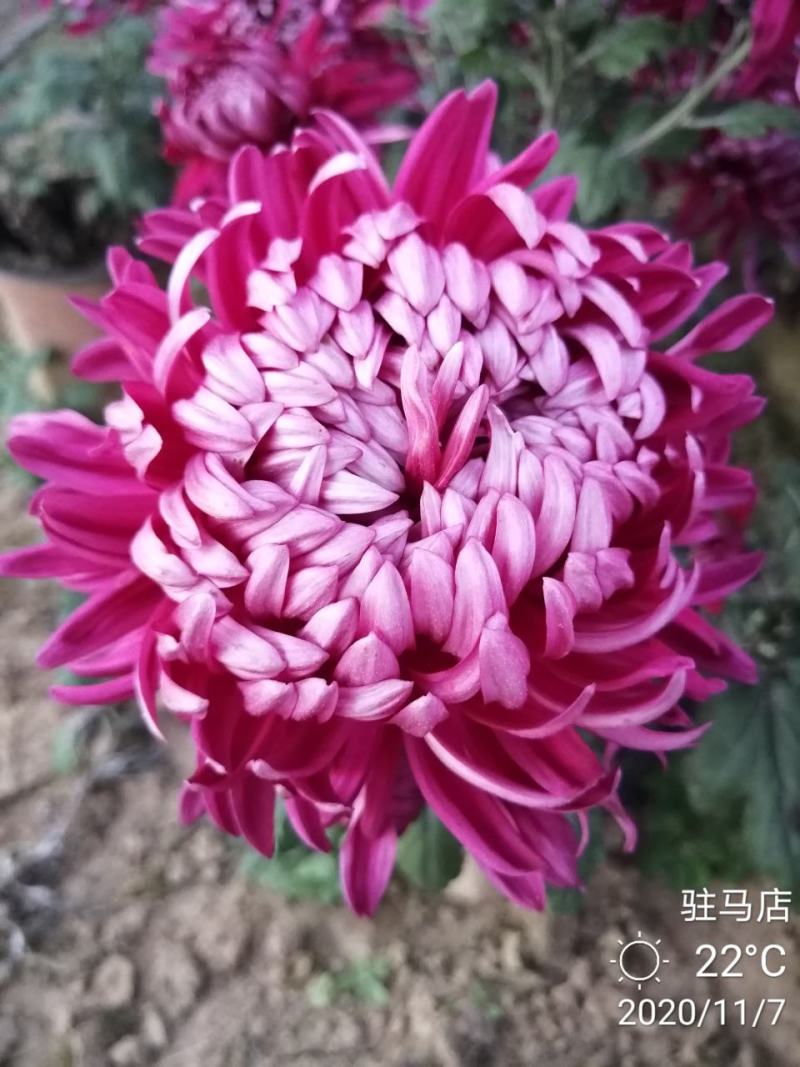 基地直销观赏菊花盆景花卉鲜花除甲醛