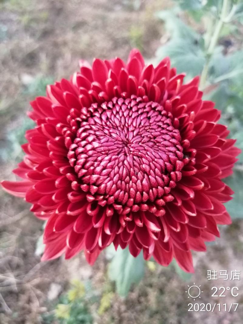 基地直销观赏菊花盆景花卉鲜花除甲醛