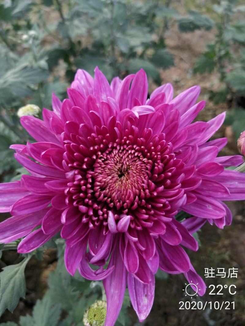 基地直销观赏菊花盆景花卉鲜花除甲醛
