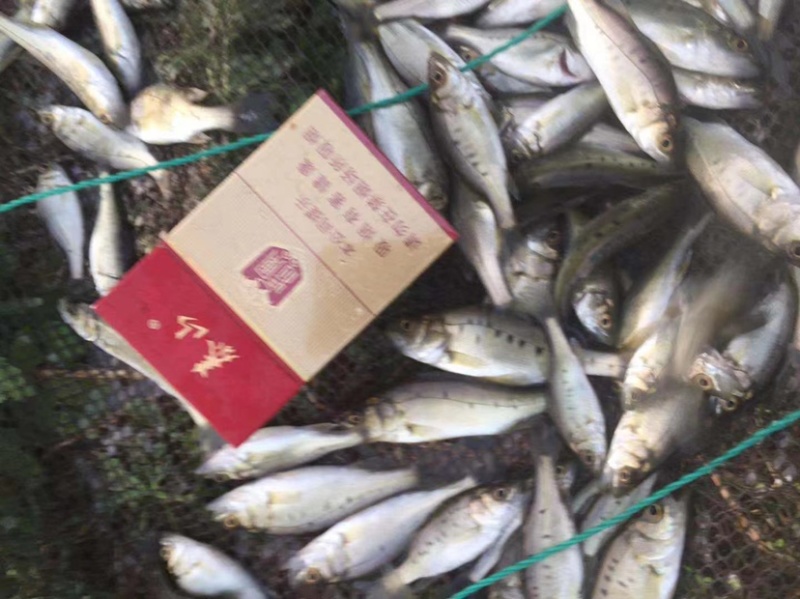淡化海鲈鱼苗