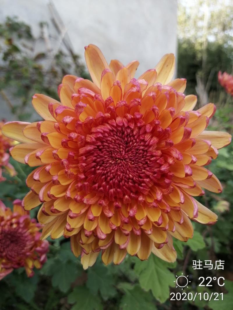 基地直销观赏菊花盆景花卉鲜花除甲醛