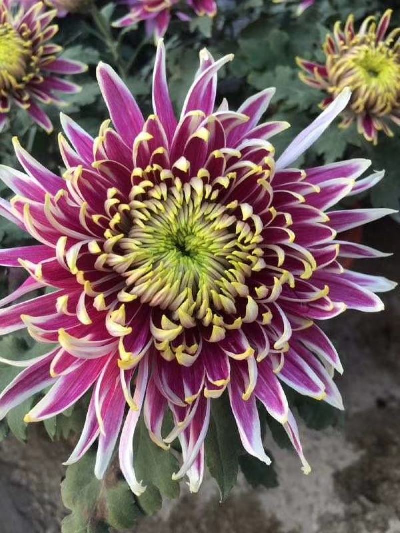 基地直销观赏菊花盆景花卉鲜花除甲醛
