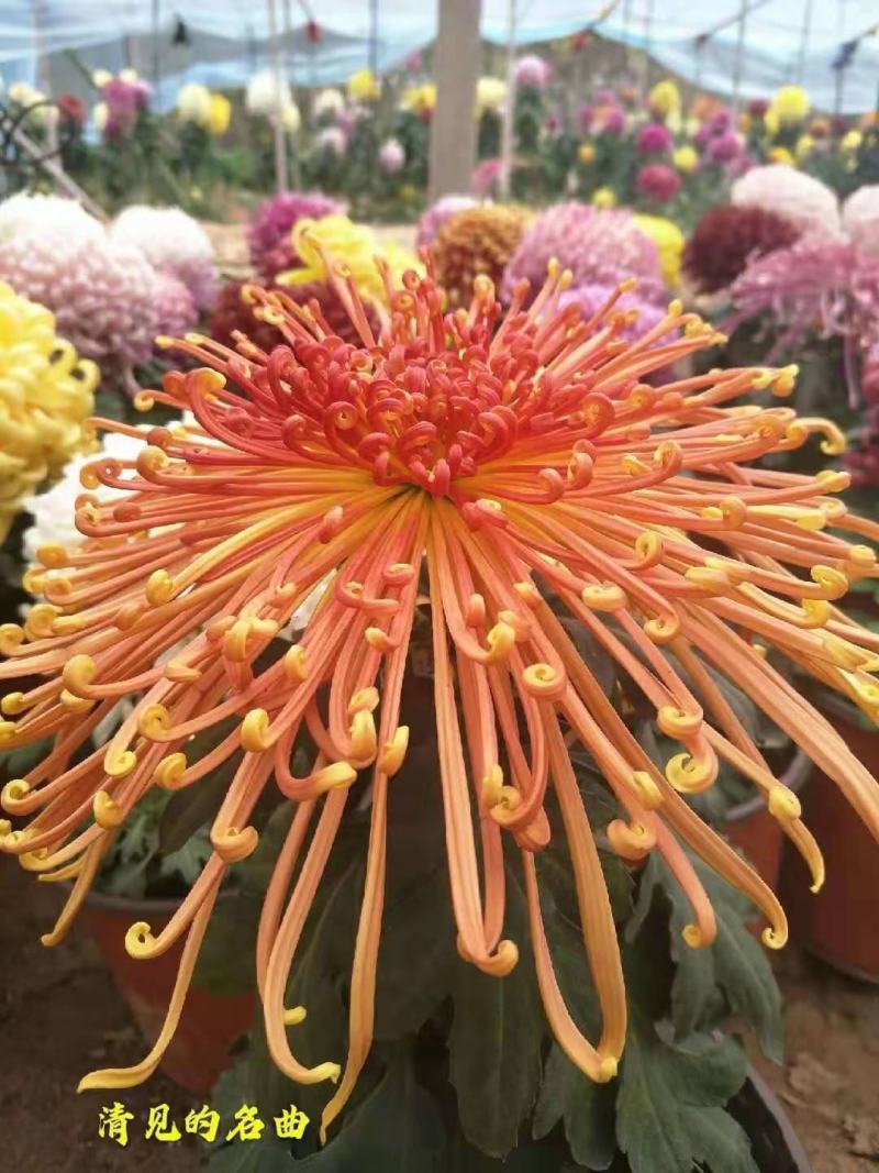 基地直销观赏菊花盆景花卉鲜花除甲醛