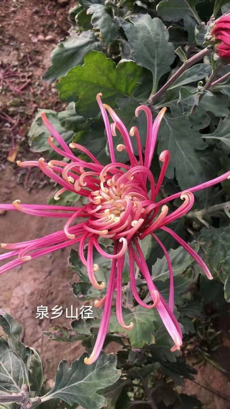 基地直销观赏菊花盆景花卉鲜花除甲醛