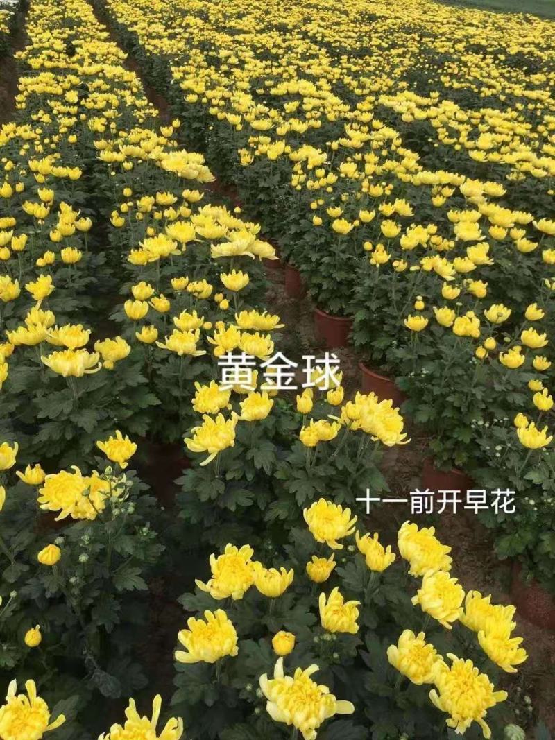 基地直销观赏菊花盆景花卉鲜花除甲醛