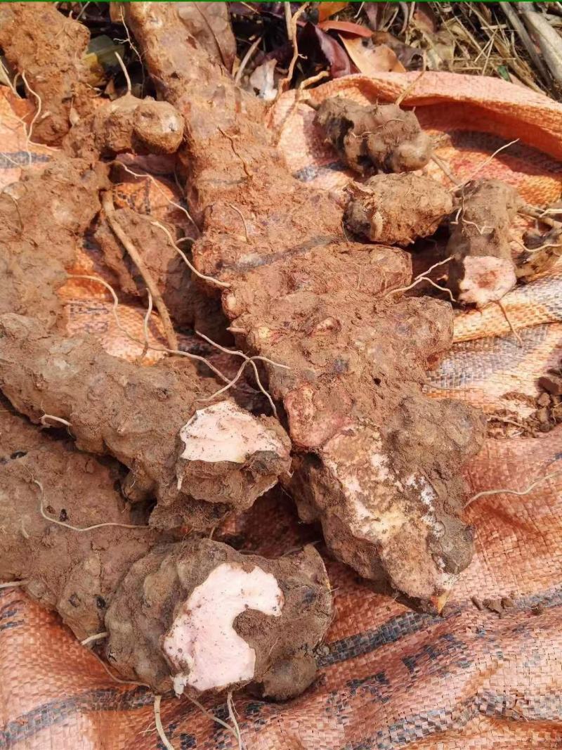 纯野生土茯苓粉手工制作纯粉一手货源10斤起包邮