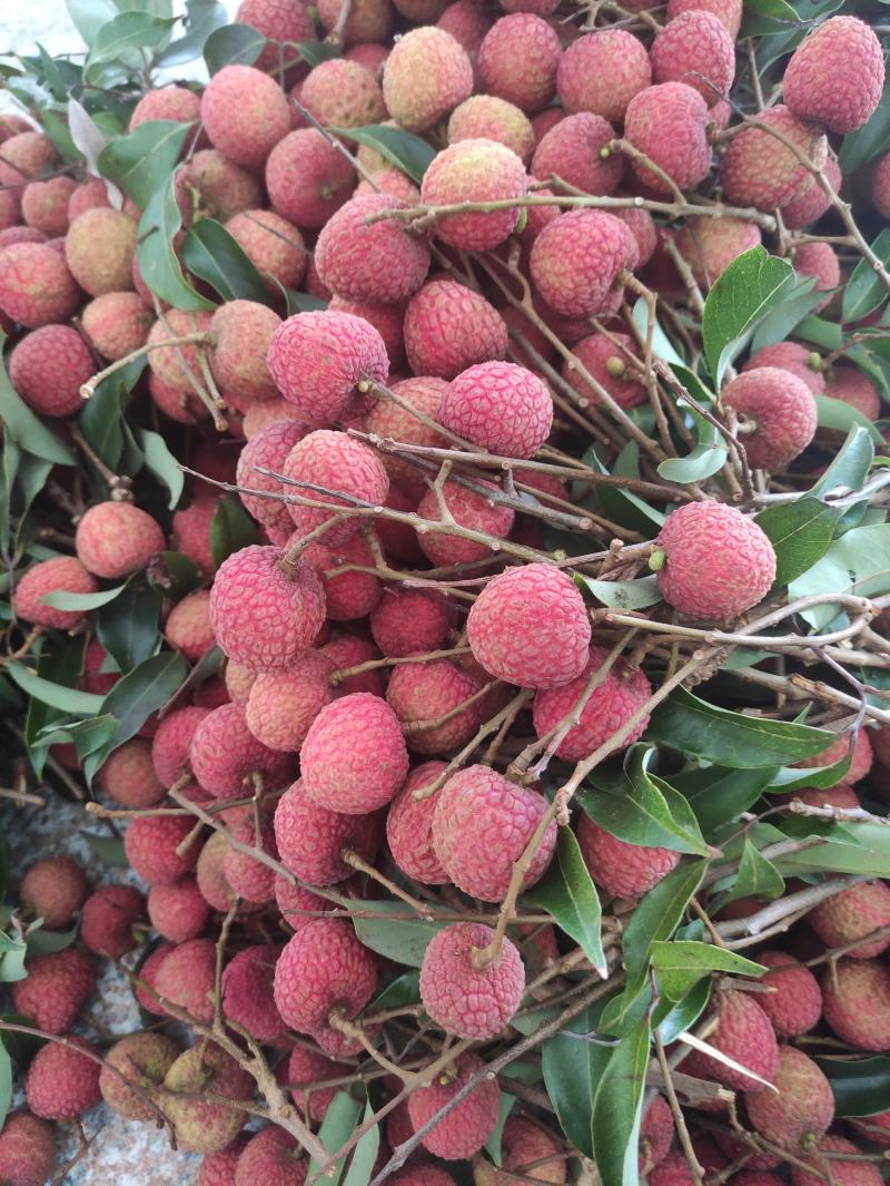 广东优质荔枝桂味，黑叶等各品种正大量上市中，基地新鲜直供