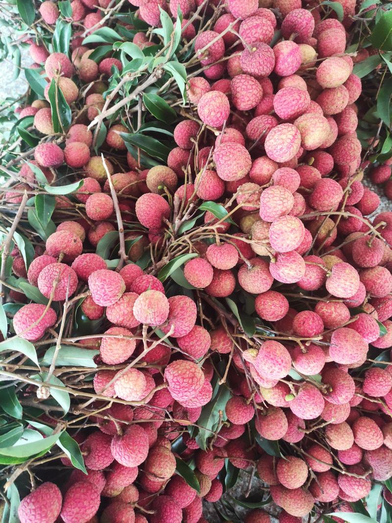 广东优质荔枝桂味，黑叶等各品种正大量上市中，基地新鲜直供