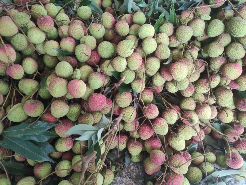 广东优质荔枝桂味，黑叶等各品种正大量上市中，基地新鲜直供