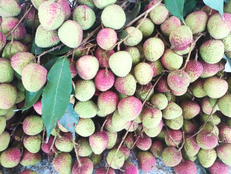 广东优质荔枝桂味，黑叶等各品种正大量上市中，基地新鲜直供
