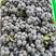 山东串果蓝莓、莱克西蓝莓，质量好品质高产地直发保证质量