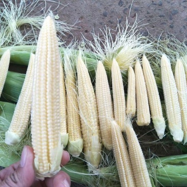无农药现摘甜玉米笋迷你小玉米笋玉米新鲜沙拉菜蔬菜食材包邮