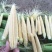 无农药现摘甜玉米笋迷你小玉米笋玉米新鲜沙拉菜蔬菜食材包邮