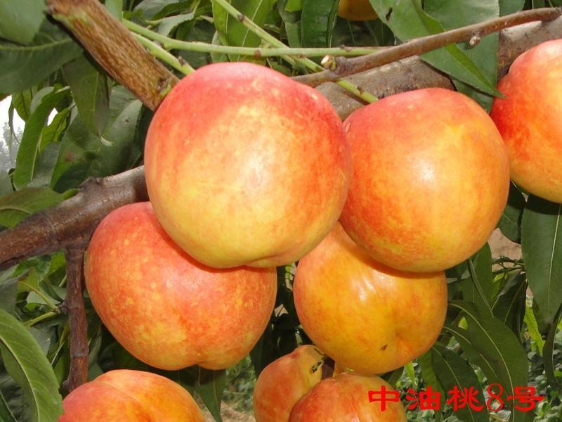 中油4号5号，13.16.19.20油桃，量大，品质好