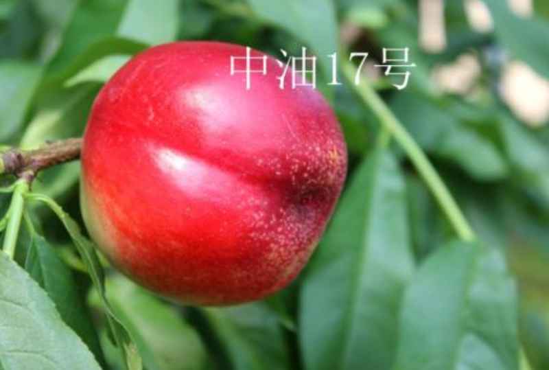 中油4号5号，13.16.19.20油桃，量大，品质好