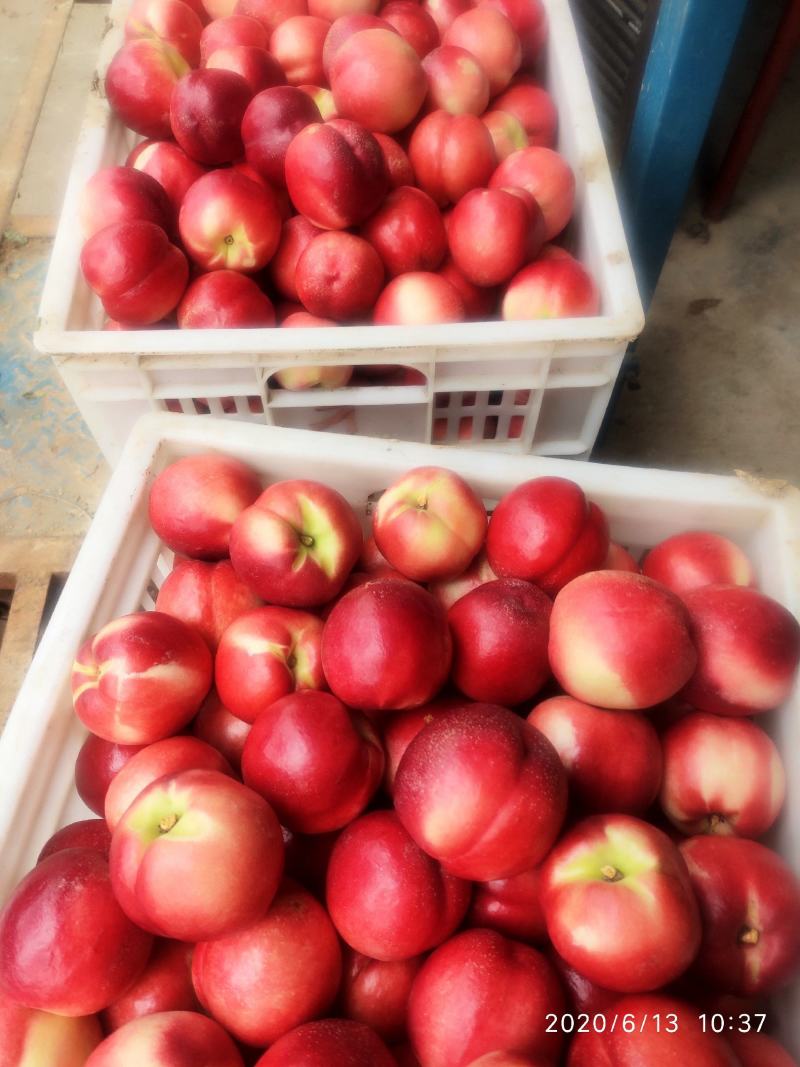 中油4号5号，13.16.19.20油桃，量大，品质好