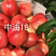 中油4号5号，13.16.19.20油桃，量大，品质好