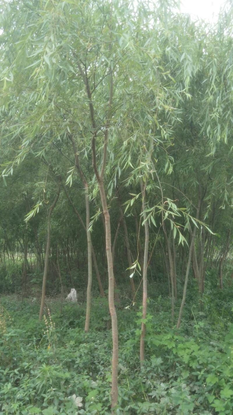 垂柳‘4公分，6公分，8公分，10公分大量有货