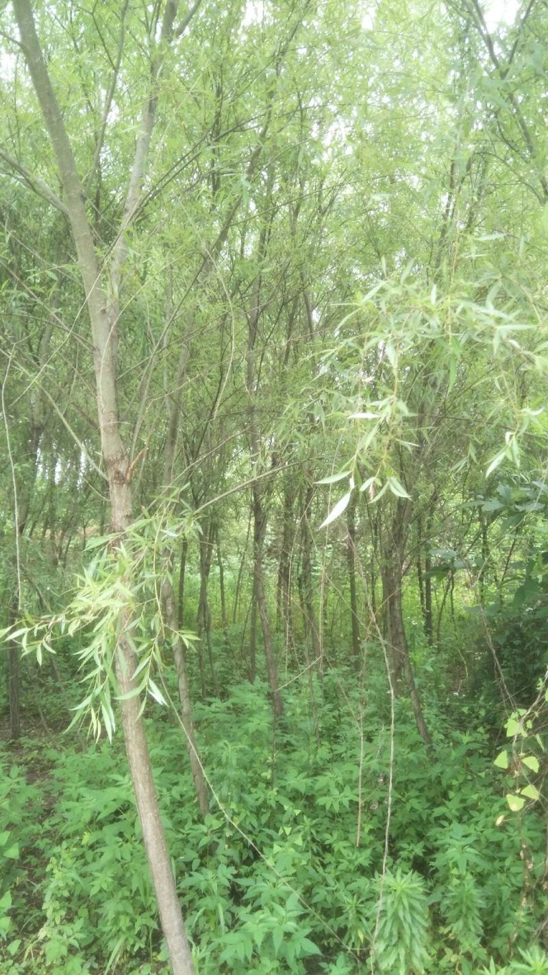 垂柳‘4公分，6公分，8公分，10公分大量有货