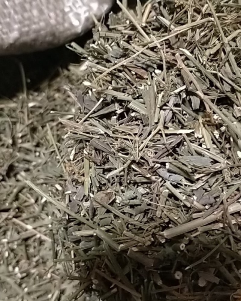 优质柴胡叶柴胡茎柴胡茎干！产地直销价格优！