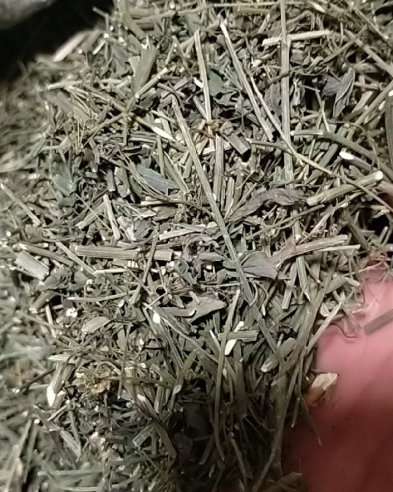 优质柴胡叶柴胡茎柴胡茎干！产地直销价格优！