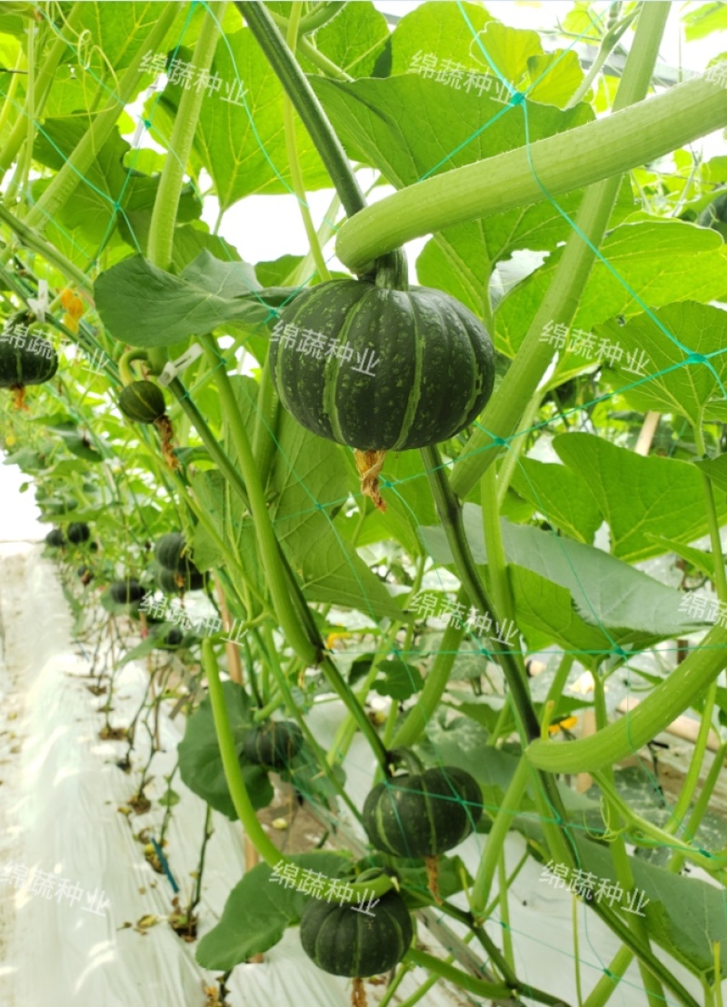 金舟蜜195/南瓜种子/板栗南瓜种子/蔬菜种子