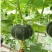 金舟蜜195/南瓜种子/板栗南瓜种子/蔬菜种子
