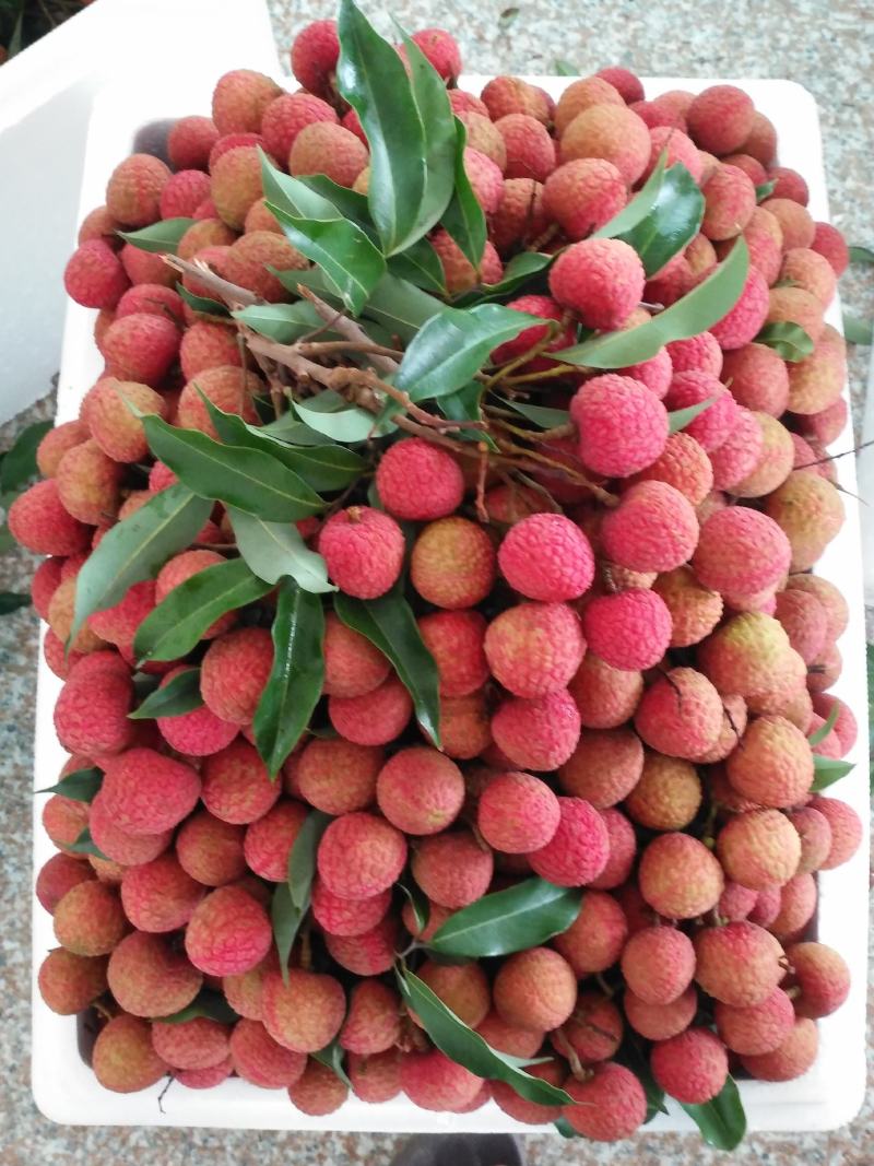 广东优质荔枝桂味，黑叶等各品种正大量上市中，基地新鲜直供